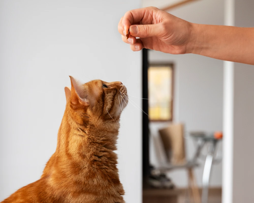 automatic pet feeding system